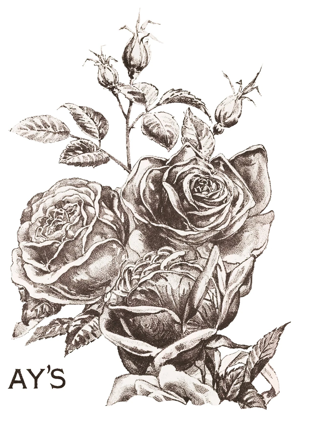 May's Roses transfer