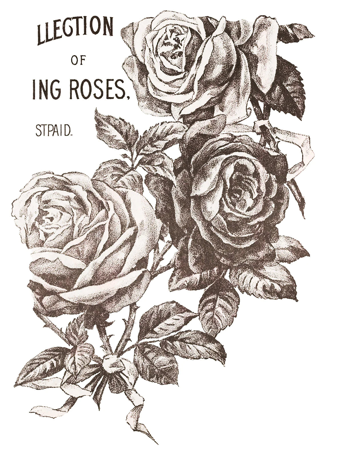 May's Roses transfer