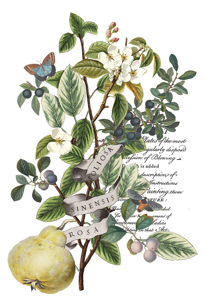 Clementine 8x12 Transfer Pad