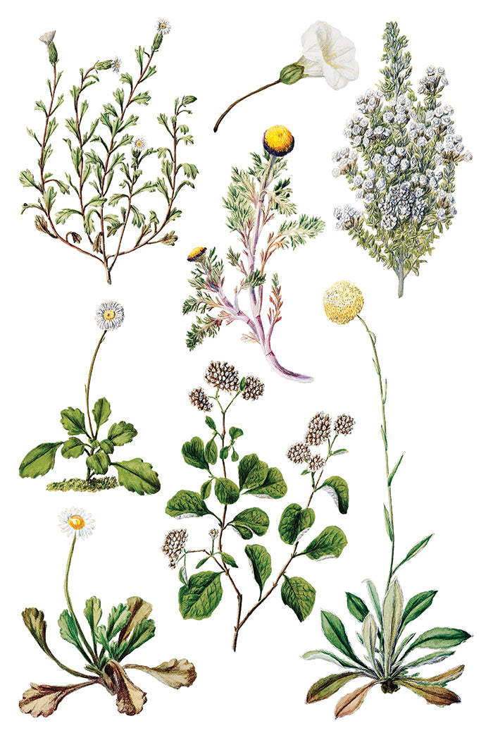 Sarah Featon's Botanicals