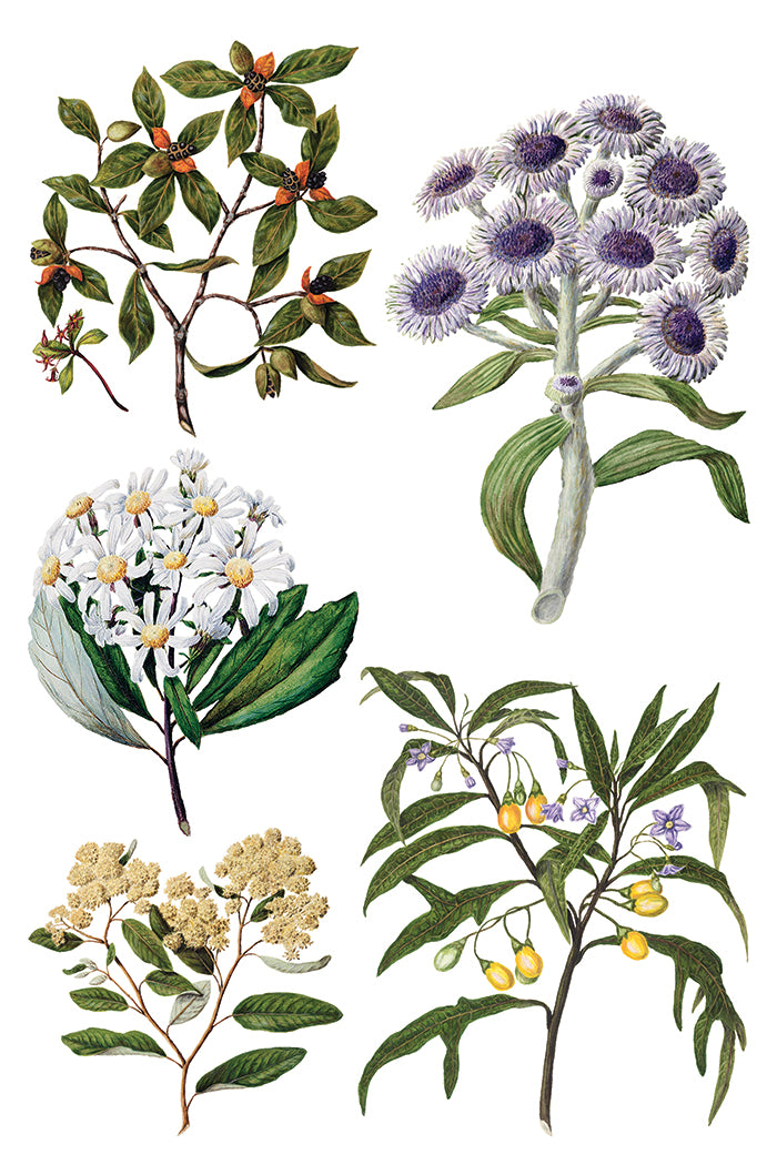 Sarah Featon's Botanicals