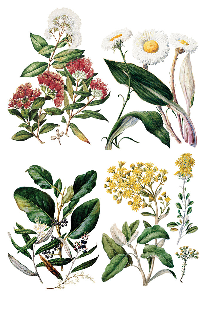 Sarah Featon's Botanicals