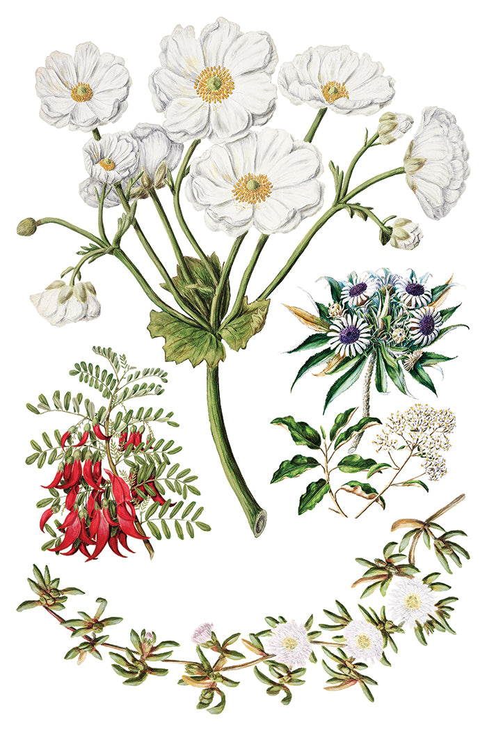 Sarah Featon's Botanicals
