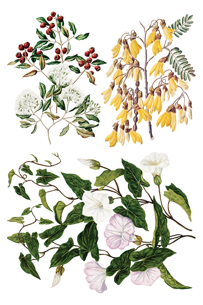 Sarah Featon's Botanicals