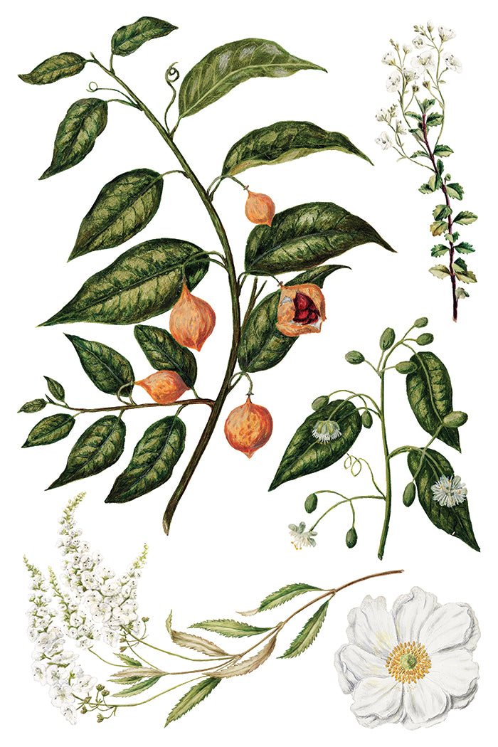 Sarah Featon's Botanicals