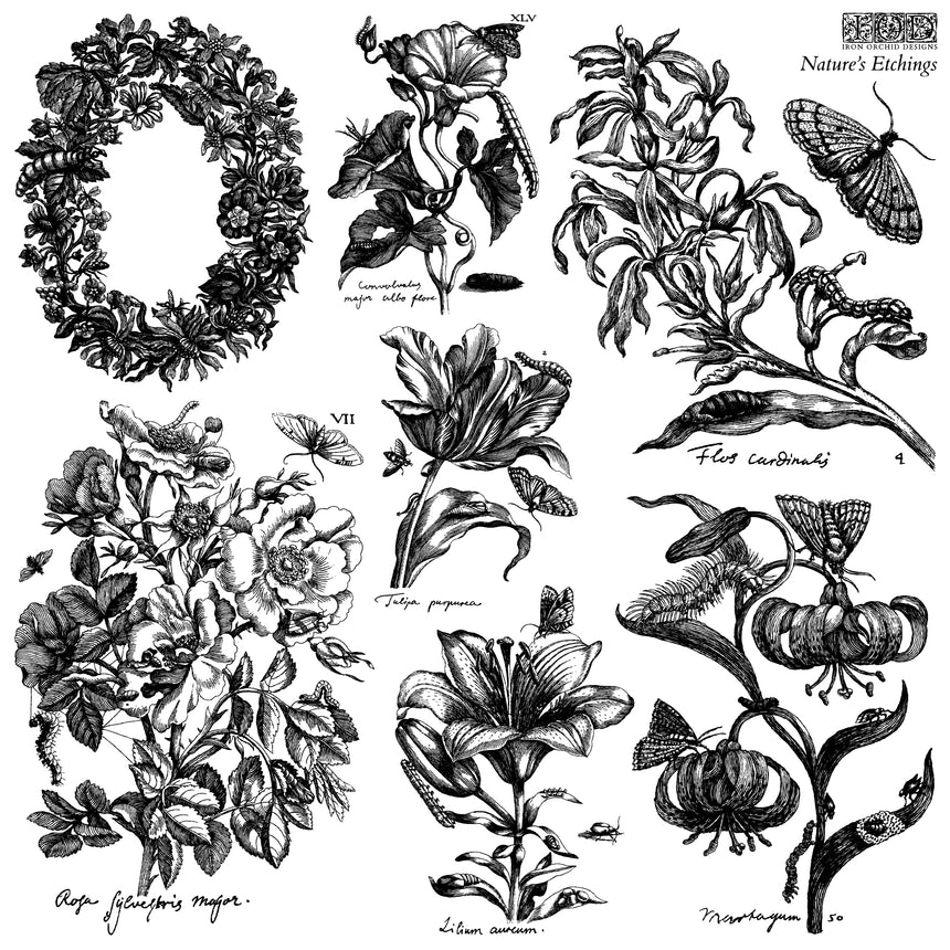 Nature's Etchings