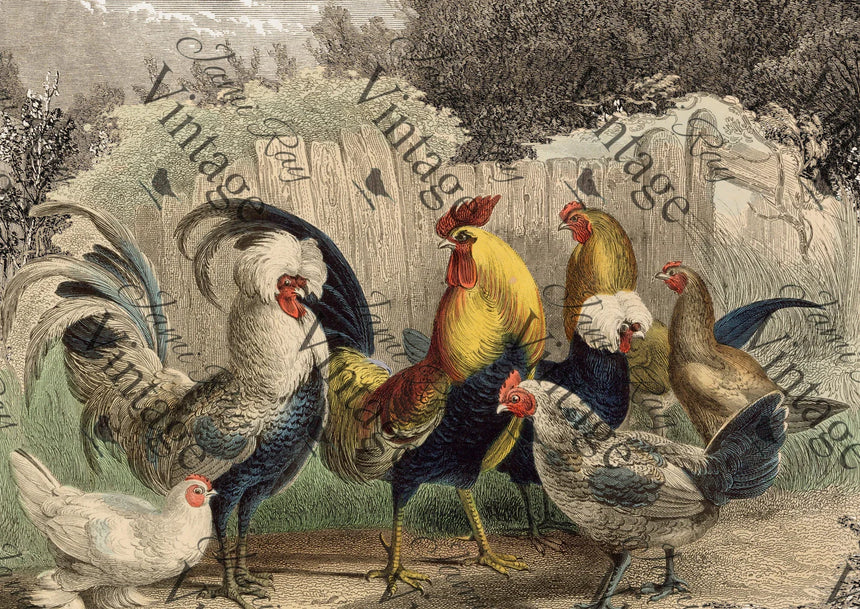 "Poulette, Poulet?" Decoupage Rice Paper