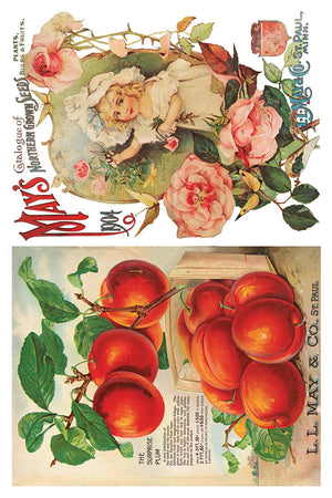 SEED CATALOGUE IOD TRANSFER 8X12 PAD