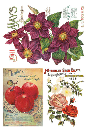 SEED CATALOGUE IOD TRANSFER 8X12 PAD