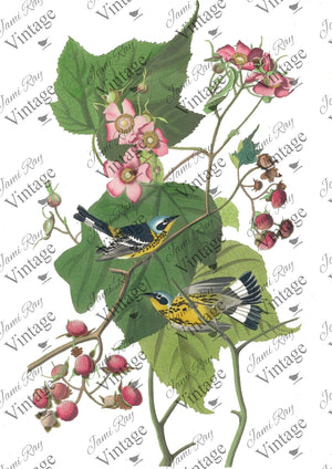 "Birds and Roses" Decoupage Rice Paper