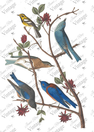 "Bluebird" Decoupage Rice Paper