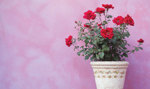Ditsy Blooms