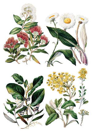 Sarah Featon's Botanicals