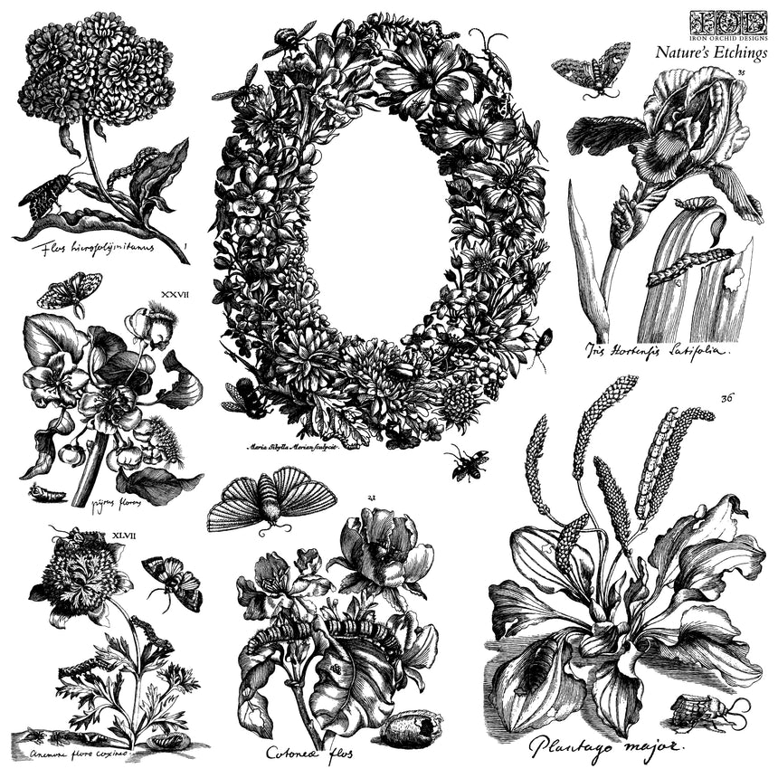 Nature's Etchings