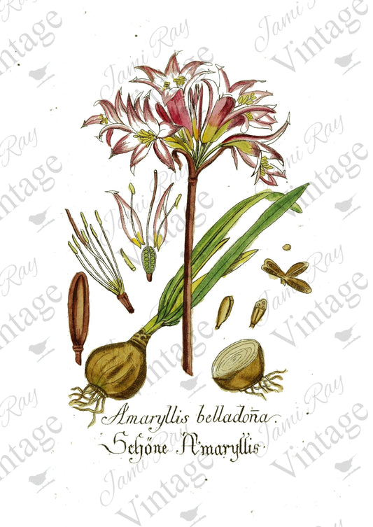"Amaryllis Flower" Decoupage Rice Paper
