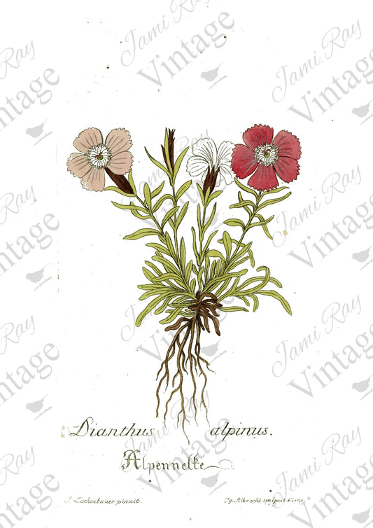 "Dianthus Flower" Decoupage Rice Paper