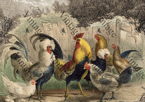"Poulette, Poulet?" Decoupage Rice Paper