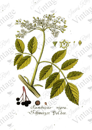 "Sambucus Flower" Decoupage Rice Paper