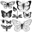 Butterflies 12x12 Decor Stamp - IOD - Mill Creek Mercantile